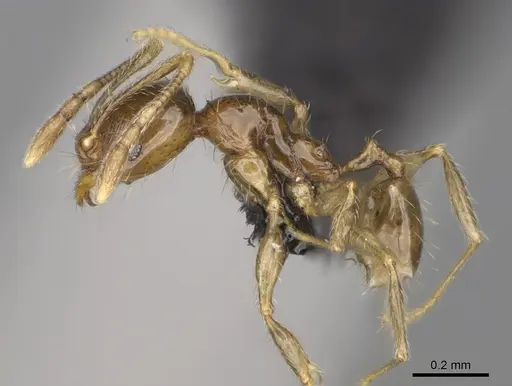 Pheidole nitidobruna specimen