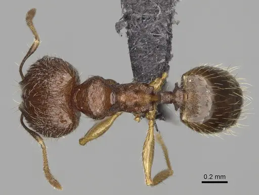 Pheidole nitidobruna - CASENT0923273