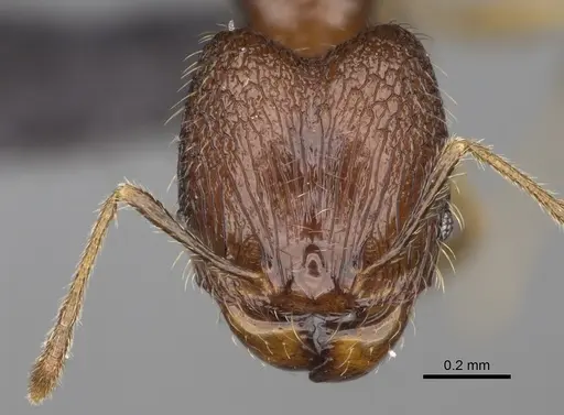 Pheidole nitidobruna - CASENT0923273
