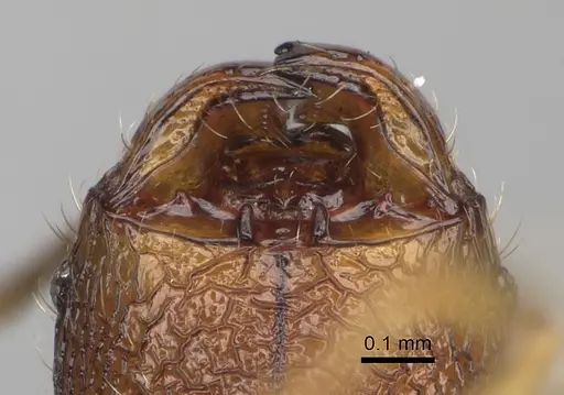 Pheidole nitidobruna - CASENT0923273