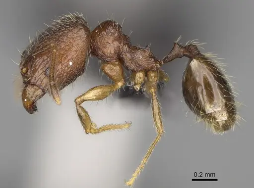 Pheidole nitidobruna - CASENT0923273