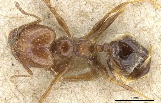 Pheidole nitidula specimen