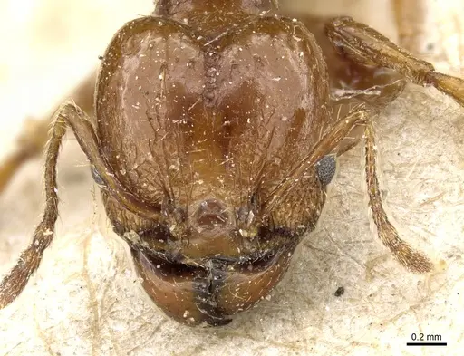 Pheidole nitidula specimen