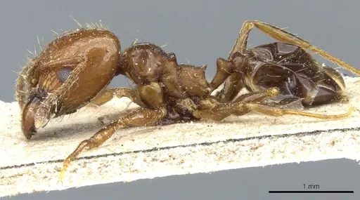 Pheidole nitidula specimen