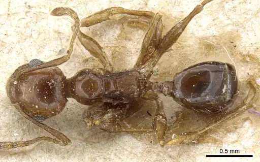 Pheidole nitidula - CASENT0904328