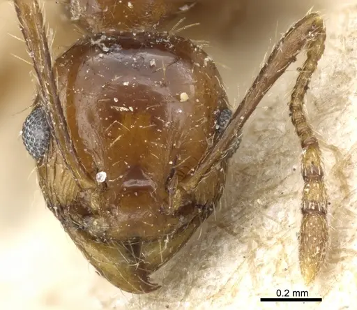 Pheidole nitidula - CASENT0904328