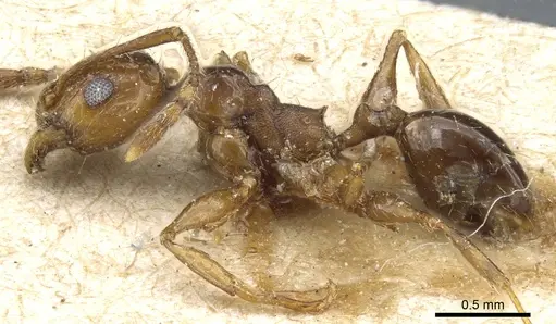 Pheidole nitidula - CASENT0904328