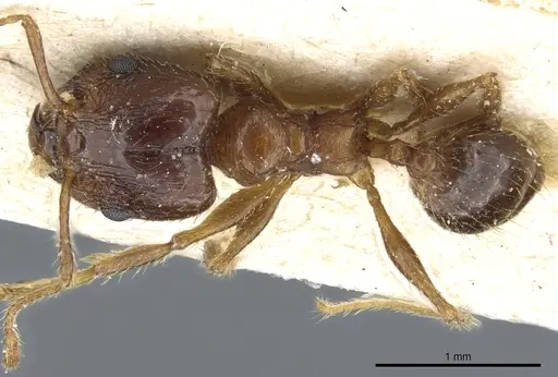Pheidole nitidula - CASENT0904388