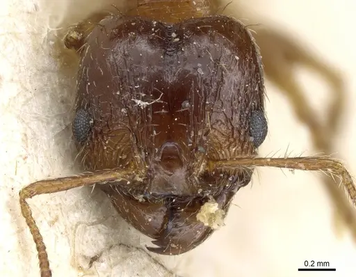 Pheidole nitidula - CASENT0904388