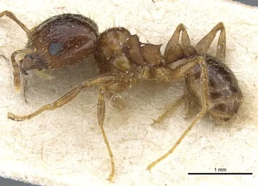 Pheidole nitidula - CASENT0904388