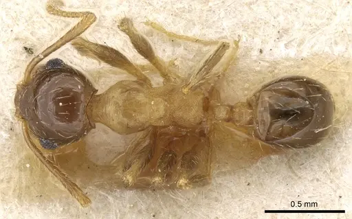 Pheidole nitidula - CASENT0904389