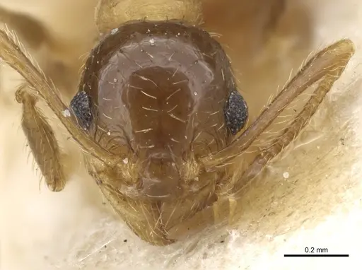 Pheidole nitidula - CASENT0904389