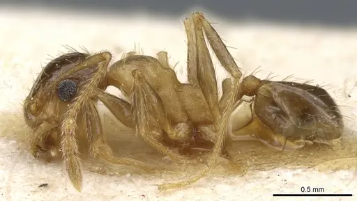 Pheidole nitidula - CASENT0904389