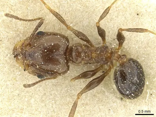 Pheidole nitidula - CASENT0913358