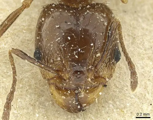 Pheidole nitidula - CASENT0913358