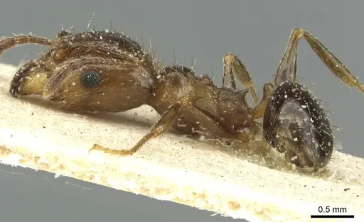 Pheidole nitidula - CASENT0913358