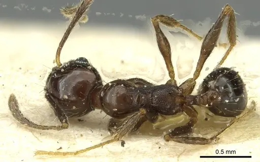 Pheidole nitidula - CASENT0913359