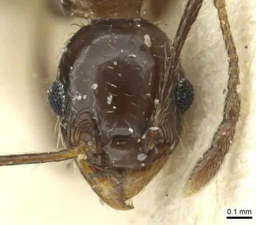 Pheidole nitidula - CASENT0913359