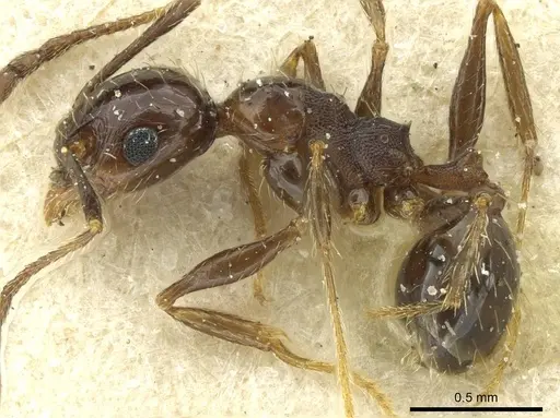 Pheidole nitidula - CASENT0913359