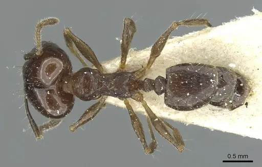 Pheidole nitidula - CASENT0913362