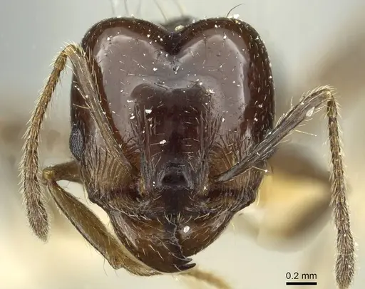 Pheidole nitidula - CASENT0913362
