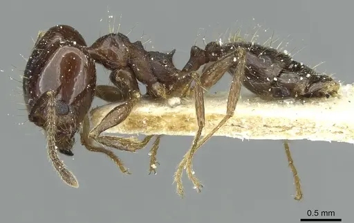 Pheidole nitidula - CASENT0913362
