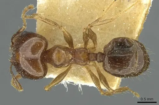 Pheidole nitidula - CASENT0913363