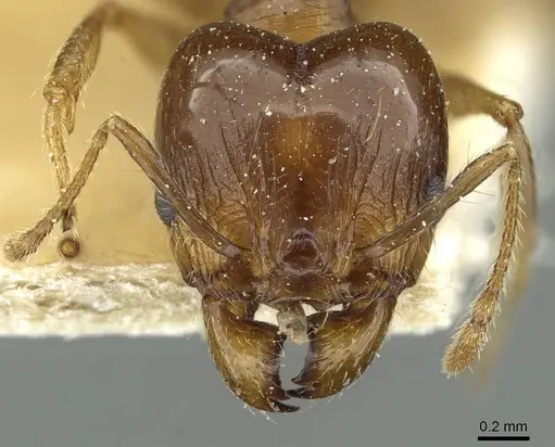 Pheidole nitidula - CASENT0913363