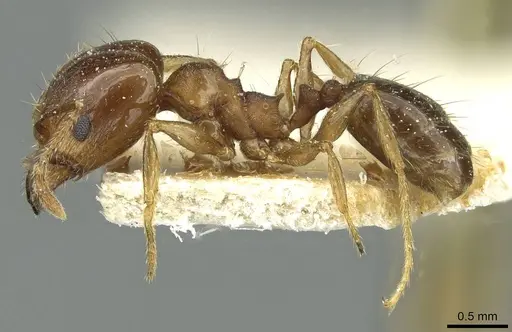 Pheidole nitidula - CASENT0913363
