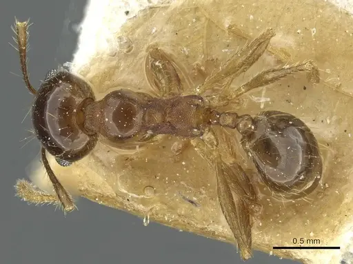Pheidole nitidula - CASENT0913364
