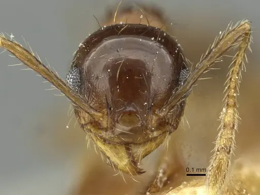 Pheidole nitidula - CASENT0913364