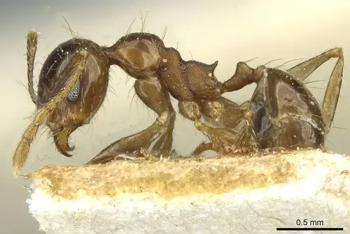 Pheidole nitidula - CASENT0913364