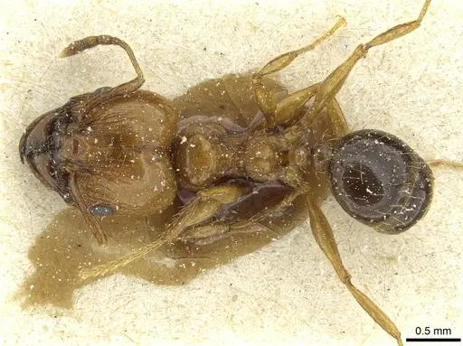 Pheidole nitidula - CASENT0913365