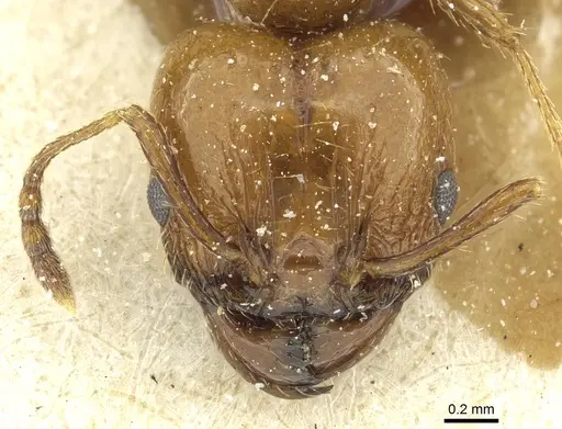 Pheidole nitidula - CASENT0913365