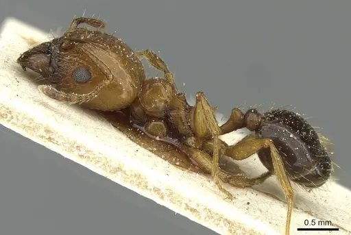 Pheidole nitidula - CASENT0913365