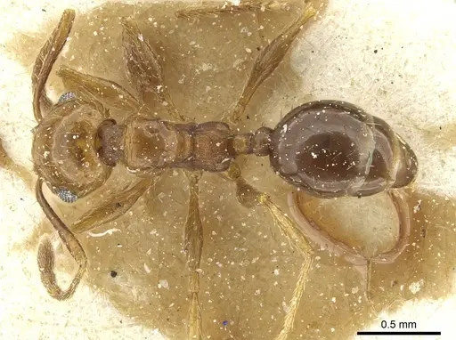 Pheidole nitidula - CASENT0913366