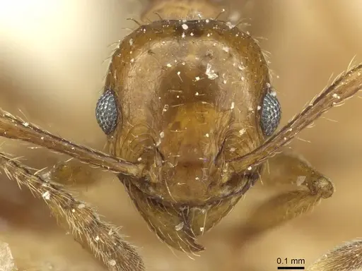 Pheidole nitidula - CASENT0913366