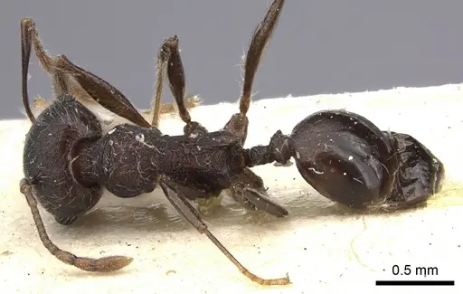 Pheidole njassae specimen
