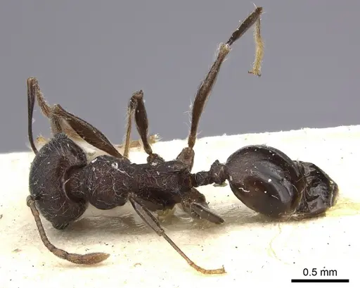 Pheidole njassae specimen