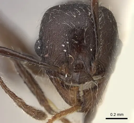 Pheidole njassae specimen