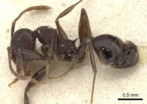 Pheidole njassae - CASENT0249063