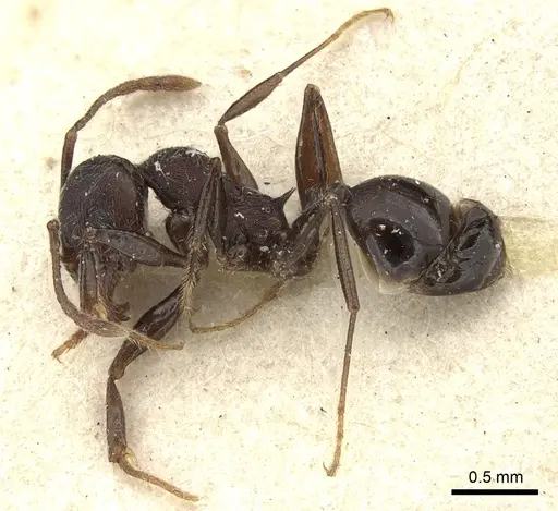 Pheidole njassae - CASENT0249063