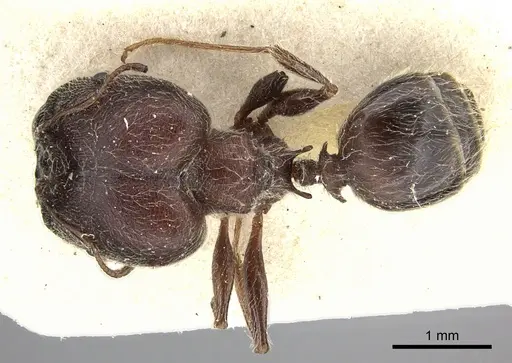 Pheidole njassae - CASENT0249064