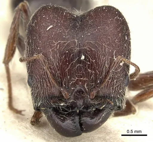 Pheidole njassae - CASENT0249064