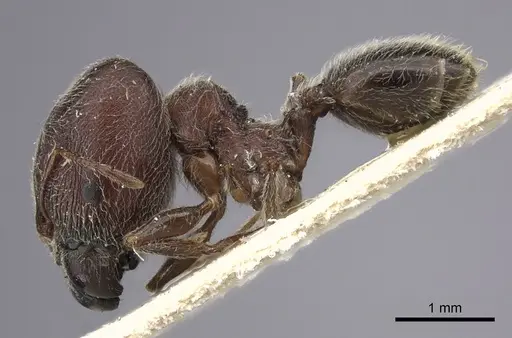 Pheidole njassae - CASENT0249064