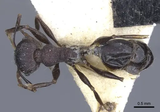 Pheidole njassae - CASENT0916951