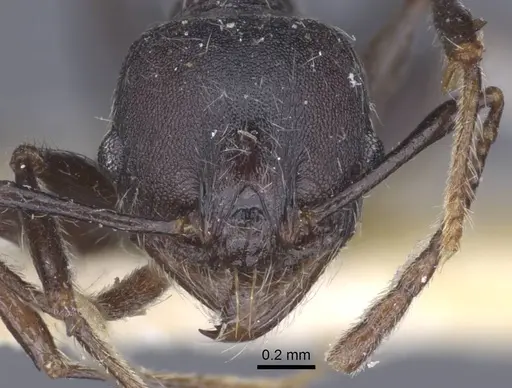 Pheidole njassae - CASENT0916951