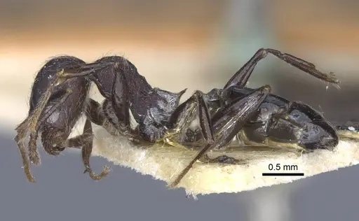 Pheidole njassae - CASENT0916951