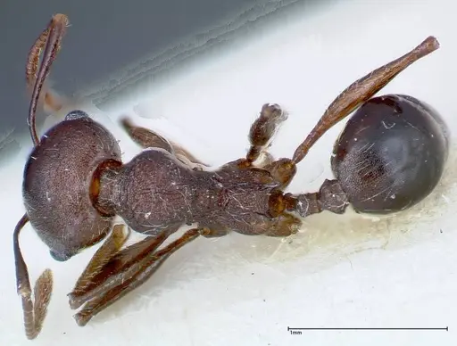 Pheidole njassae - FOCOL0247