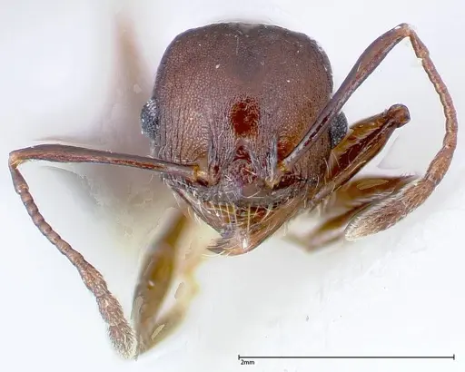Pheidole njassae - FOCOL0247